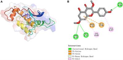 Kumatakenin inhibited iron-ferroptosis in epithelial cells from colitis mice by regulating the Eno3-IRP1-axis